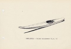 101 Groenlandia - kayak esquimese 