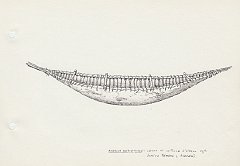 006 America Meridionale - canoa di corteccia d'albero degli Indios Yamana e Alakaluf 