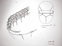  Irlanda - coracle - posizionamento del banco