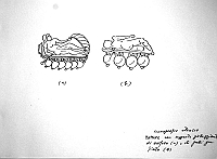  Iconografia etrusca

zattere supporto galleggiante di anfore (a)  o di pelli gonfiate (b)