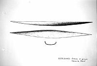  Nuova Guinea - schema di piroga monoxila Asmat