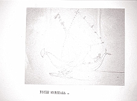  Isole Marshall