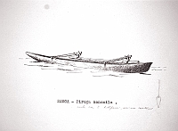  Samoa - piroga monoxila
